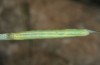 Thymelicus hyrax: Larva in the last instar (Greece, Samos Island, April 2019) [M]