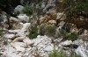 Thymelicus hyrax: Larval habitat (Greece, Samos Island, Kerkis, May 2018) [N]