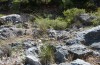 Thymelicus hyrax: Habitat (Samos, Vathy, Mai 2018) [N]