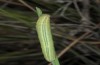 Thymelicus hyrax: Larva in the last instar (Greece, Samos Island, April 2019) [M]