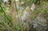 Thymelicus hyrax: L3 larva (Greece, Samos Island, April 2019) [N]