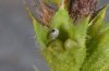 Muschampia lavatherae: Hatching larva (ex Valais) [S]