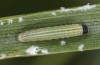 Thymelicus lineola: Larva L2 (S-Germany, Isny, 18. April 2022 [M]