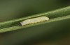 Thymelicus lineola: Larva L1 (S-Germany, Isny, 18. April 2022 [M]
