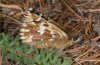 Pyrgus malvoides: Female (Täschalpe, Valais, early June 2010) [N]