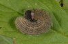 Pyrgus malvoides: Larva in last instar [S]