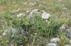 Erynnis marloyi: Larval habitat: small Pyrus spinosa in the Askio mountains in late May 2010 [N]