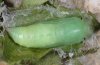 Erynnis marloyi: Pupa dorsal [S]