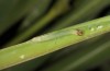 Gegenes nostrodamus: Half-grown larva (N-Greece, Alistrati, early August 2018) [M]