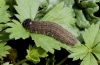 Pyrgus onopordi: Larva (Provence, France) [S]