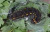 Spialia orbifer: Larva in last instar (e.o. Litochoro, N-Greece) [S]