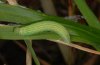 Carterocephalus palaemon: Prall fully-grown larva [S]