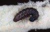 Muschampia proto: Larva L2 (S-Spain, Almeria, Cabo de Gata, 05. März 2023) [M]