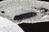 Muschampia proto: Larva L3 (S-Spain, Almeria, Cabo de Gata, 07. März 2023) [S]