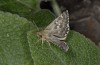 Muschampia proto: Adult (e.l., S-France, Massif de la Sainte Baume, larva in May 2007) [S]