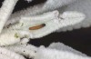 Muschampia proto: Larva L1 (S-Spain, Almeria, Santillana, 06. März 2023) [M]