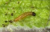 Muschampia proto: L1 larva (Provence, Rians, April 2010) [M]