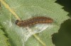 Spialia rosae: Larva in the third instar (Sierra de Albarracin, Teruel, Central Spain, late July 2017) [M]