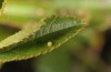 Spialia rosae: Egg (Sierra de Albarracin, Teruel, Central Spain, late July 2017) [N]