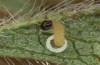 Pyrgus serratulae: Hatching of the larva 7/9