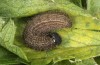Pyrgus serratulae: L4-larva, penultimate instar (S-Germany, eastern Swabian Alb, 2021)