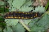 Spialia sertorius: Larva (eastern Swabian Alb, Southern Germany) [S]