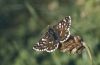 Spialia sertorius: Adult upper side (eastern Swabian Alb) [N]