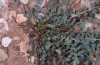Spialia sertorius: Raupe am geöffneten Gehäuse (Provence, Ste. Victoire, Ende April 2013) [M]