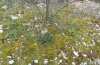 Pyrgus sidae: Occupied Potentilla hirta plant (Provence, April 2011) [S]