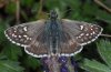 Male (e.l. Provence, France)