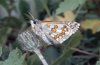 Pyrgus sidae: Weibchen-Unterseite (e.l. Provence) [S]