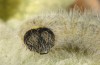 Carcharodus stauderi: Larva (e.o. rearing Kalymnos 2016) [S]