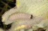 Muschampia stauderi: Half-grown larva, shelter opened (Kalymnos, mid-May 2016) [M]