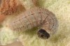 Carcharodus stauderi: Larva (Kalymnos, mid-May 2016) [M]