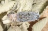 Carcharodus stauderi: Pupa (e.o. rearing Kalymnos 2016) [S]