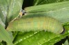 Ochlodes sylvanus: Larva (Memmingen, S-Germany, May 2013) [M]