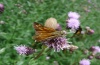 Ochlodes sylvanus: Adult (eastern Swabian Alb, Southern Germany, July 2011) [N]