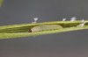 Thymelicus sylvestris: L1 larva (e.o. S-Germany, Lautrach near Memmingen, eggs found in July 2022) [S]