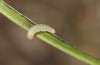 Thymelicus sylvestris: L2 larva (e.o. S-Germany, Lautrach near Memmingen, eggs found in July 2022) [S]