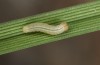 Thymelicus sylvestris: L2 larva (e.o. S-Germany, Lautrach near Memmingen, eggs found in July 2022) [S]