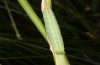 Thymelicus sylvestris: L5 larva (e.o. S-Germany, Lautrach near Memmingen, eggs found in July 2022) [S]