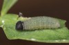 Erynnis tages: Larva L3 (e.o., S-Germany, Stuttgart, eggs found on 7. September 2022) [S]