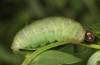 Erynnis tages: Larva L5 (e.o., S-Germany, Stuttgart, eggs found on 7. September 2022) [S]