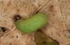 Erynnis tages: Mature larva on its way to construct a case for hibernation (e.o., S-Germany, Stuttgart, eggs found on 7. September 2022) [S]