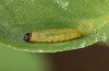 Erynnis tages: Larva L1 (e.o., S-Germany, Stuttgart, eggs found on 7. September 2022) [S]