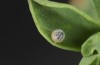 Erynnis tages: Egg ready for hatching (S-Germany, Stuttgart, 13. September 2022) [S]