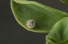 Erynnis tages: Egg ready for hatching (S-Germany, Stuttgart, 13. September 2022) [S]