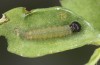 Erynnis tages: Larva L2 (e.o., S-Germany, Stuttgart, eggs found on 7. September 2022) [S]