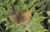 Erynnis tages: Male (Greece, Peloponnese, Chelmos, 16. May 2017) [N]