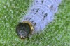 Muschampia tessellum: Larva (N-Greece, NW of Kozani, early June 2019) [S]